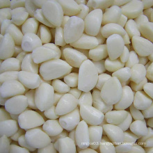 Wholesale garlic buyers peeled garlic price